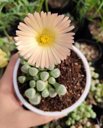 Fenestraria Rhopalophylla (Baby Toes) Succulent | Bare-Rooted – Nature’s Little Wonder