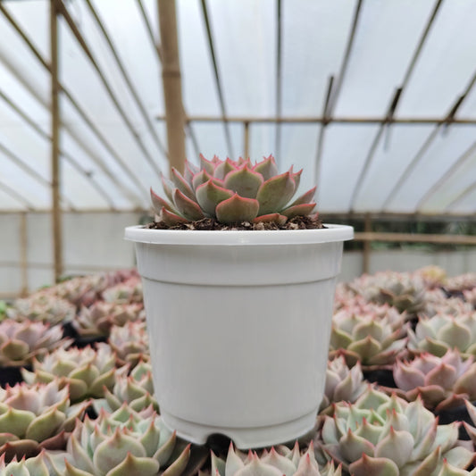 Echeveria Egeria Pink Edge - Bare Rooted | Rosette with Pink Trim
