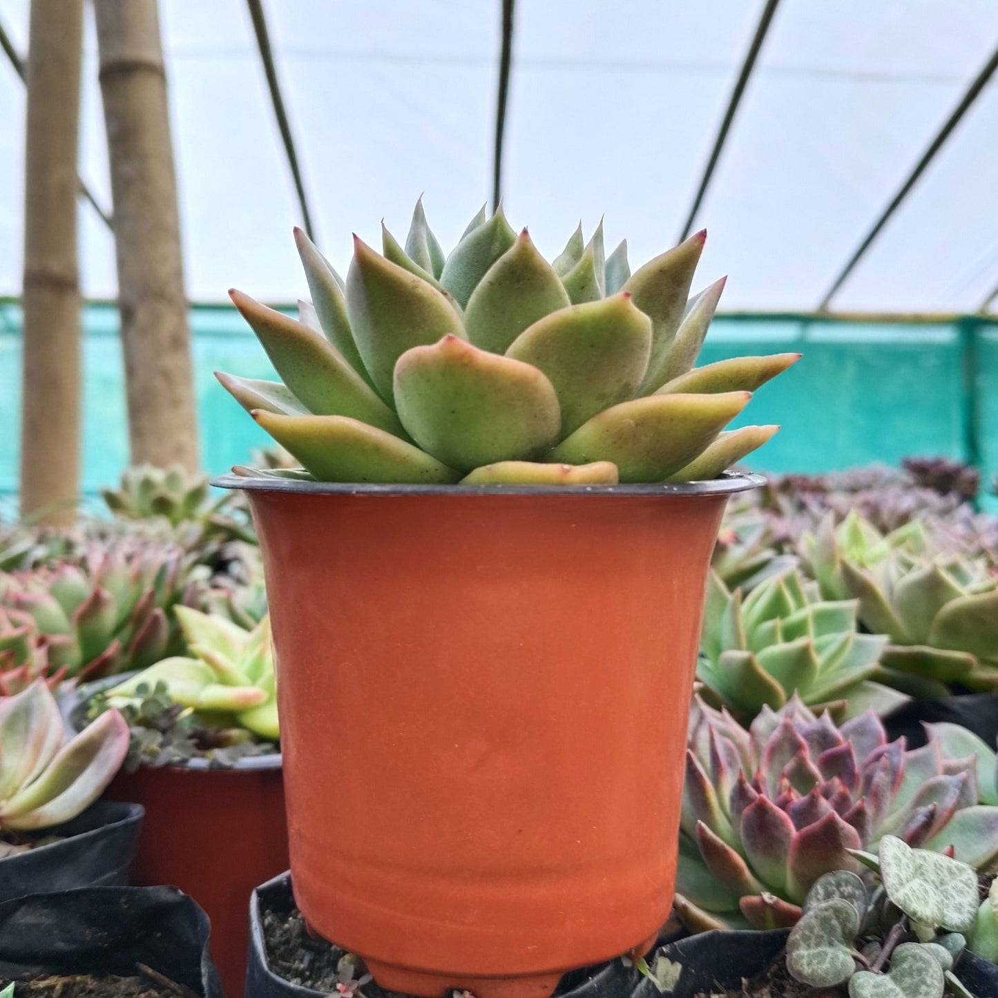 Echeveria Agavoides Ebony Bare-Rooted Hybrid - Rare Succulent | Indoor Collector Plant