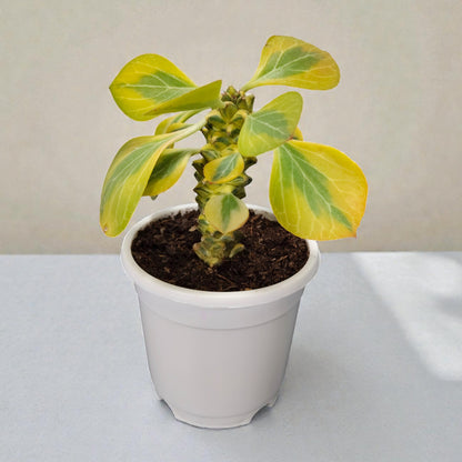 Euphorbia Monadenium Bare-Rooted Succulent - African Milk Barrel