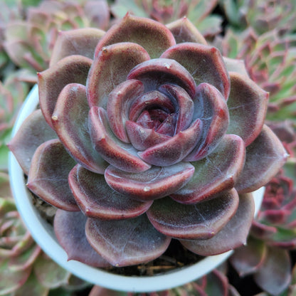 Echeveria Purple Blue Grapes – Rare & Unique Big Size Succulent Plant – Bare-Rooted