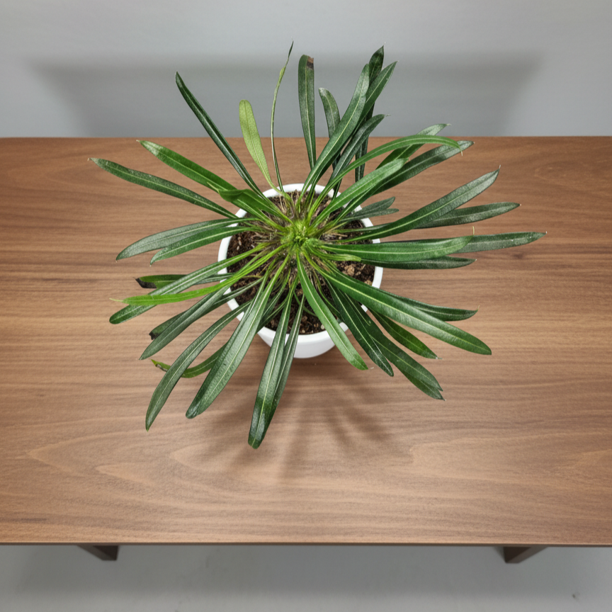 Pachypodium Lamerei - Madagascar Palm | Rare Hardy Indoor Caudex Plant | Bare Rooted