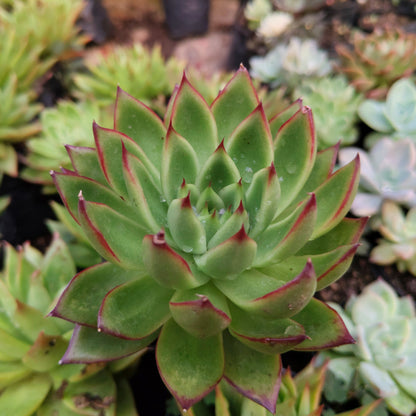 Echeveria Agavoides Pulidonis - Rare | Unique Red-Tipped Succulent – Bare-Rooted
