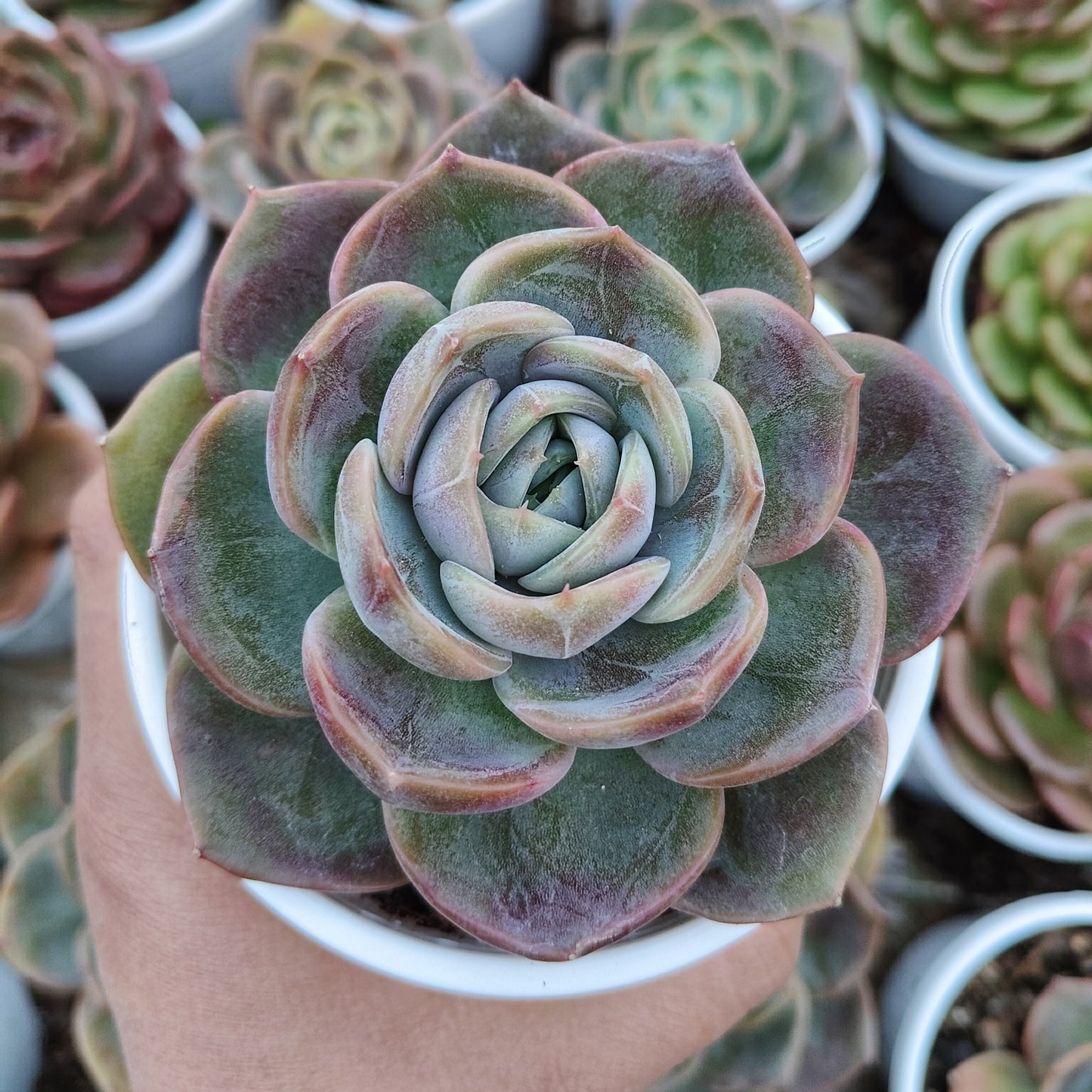 Echeveria Love of Surprise – Rare & Unique Succulent | Big Size Colorful Rosette