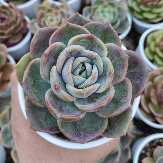 Echeveria Love of Surprise – Rare & Unique Succulent | Big Size Colorful Rosette