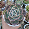 Echeveria Love of Surprise – Rare & Unique Succulent | Big Size Colorful Rosette – Bare-Rooted