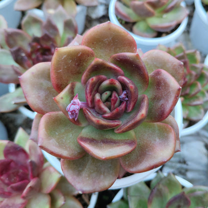 Unique Echeveria Auburn - Big Size Succulent | Rare Ruffled Succulent | Pastel Collector Plant – Bare-Rooted