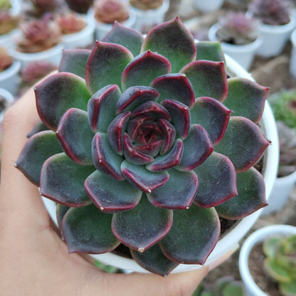 Echeveria Purple Delight – Rare Large Rosette with Soft Lilac Glow – Bare-Rooted