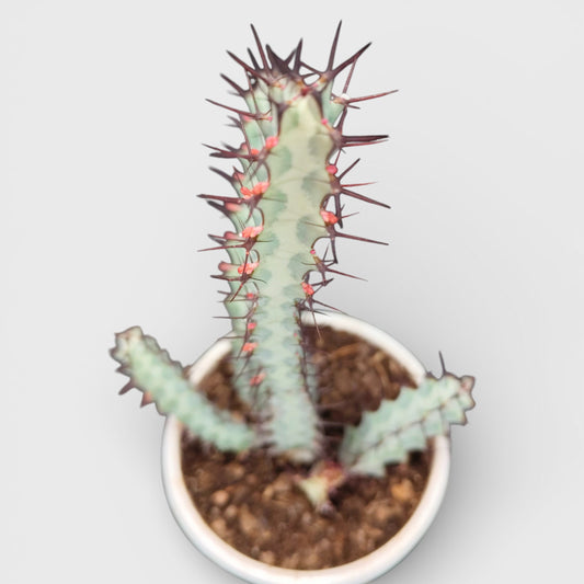 Euphorbia Greenwayi Sculptural Caudex Succulent Plant | Bare Rooted