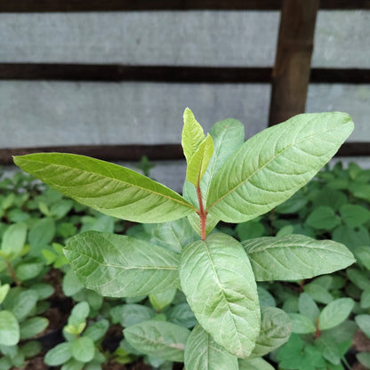 Darjeeling Guava Plant Matured Outdoor Fruit Plant 12–17 Inch | Bare Rooted