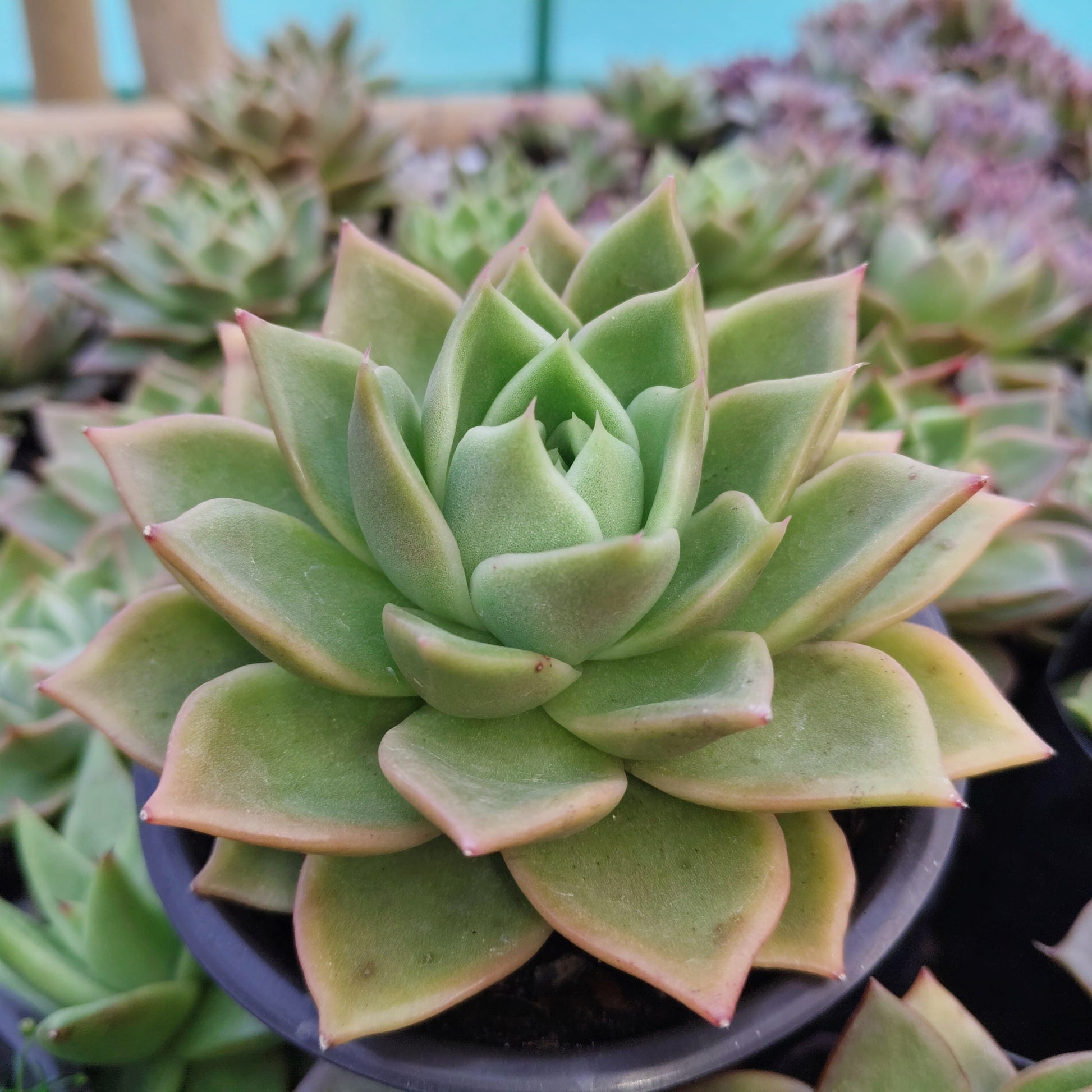 Echeveria Agavoides Ebony Bare-Rooted Hybrid - Rare Succulent | Indoor Collector Plant