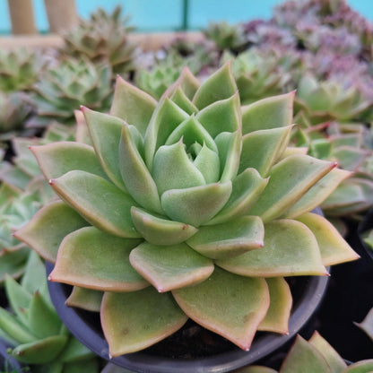 Echeveria Agavoides Ebony Bare-Rooted Hybrid - Rare Succulent | Indoor Collector Plant