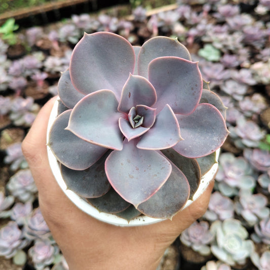 Pearl Von Succulent - Echeveria ‘Pearl von Nurnberg’ | Bare-Rooted