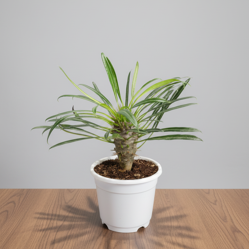 Pachypodium Lamerei - Madagascar Palm | Rare Hardy Indoor Caudex Plant | Bare Rooted