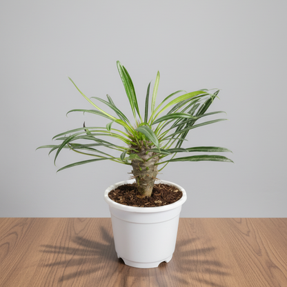 Pachypodium Lamerei - Madagascar Palm | Rare Hardy Indoor Caudex Plant | Bare Rooted