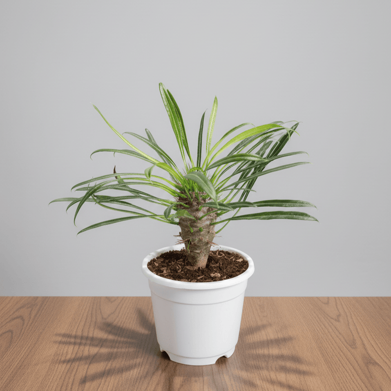 Pachypodium Lamerei - Madagascar Palm | Rare Hardy Indoor Caudex Plant | Bare Rooted