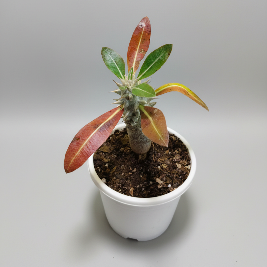 Pachypodium Horombense: Stunning Madagascar Palm for Homes and Gardens | Rare Exotic Succulent | Bare Rooted