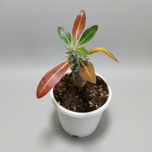 Pachypodium Horombense: Stunning Madagascar Palm for Homes and Gardens | Rare Exotic Succulent | Bare Rooted