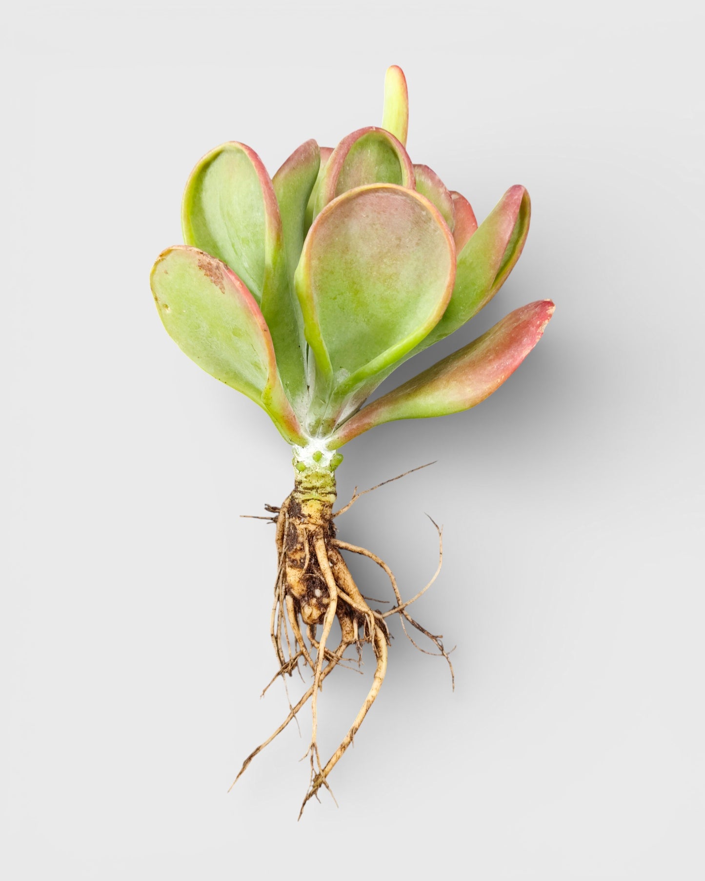 Kalanchoe Luciae Oricula – Live Mature Plant | Medium Size | Well-Rooted Succulent | Paddle Plant / Flapjack Kalanchoe – Bare-Rooted