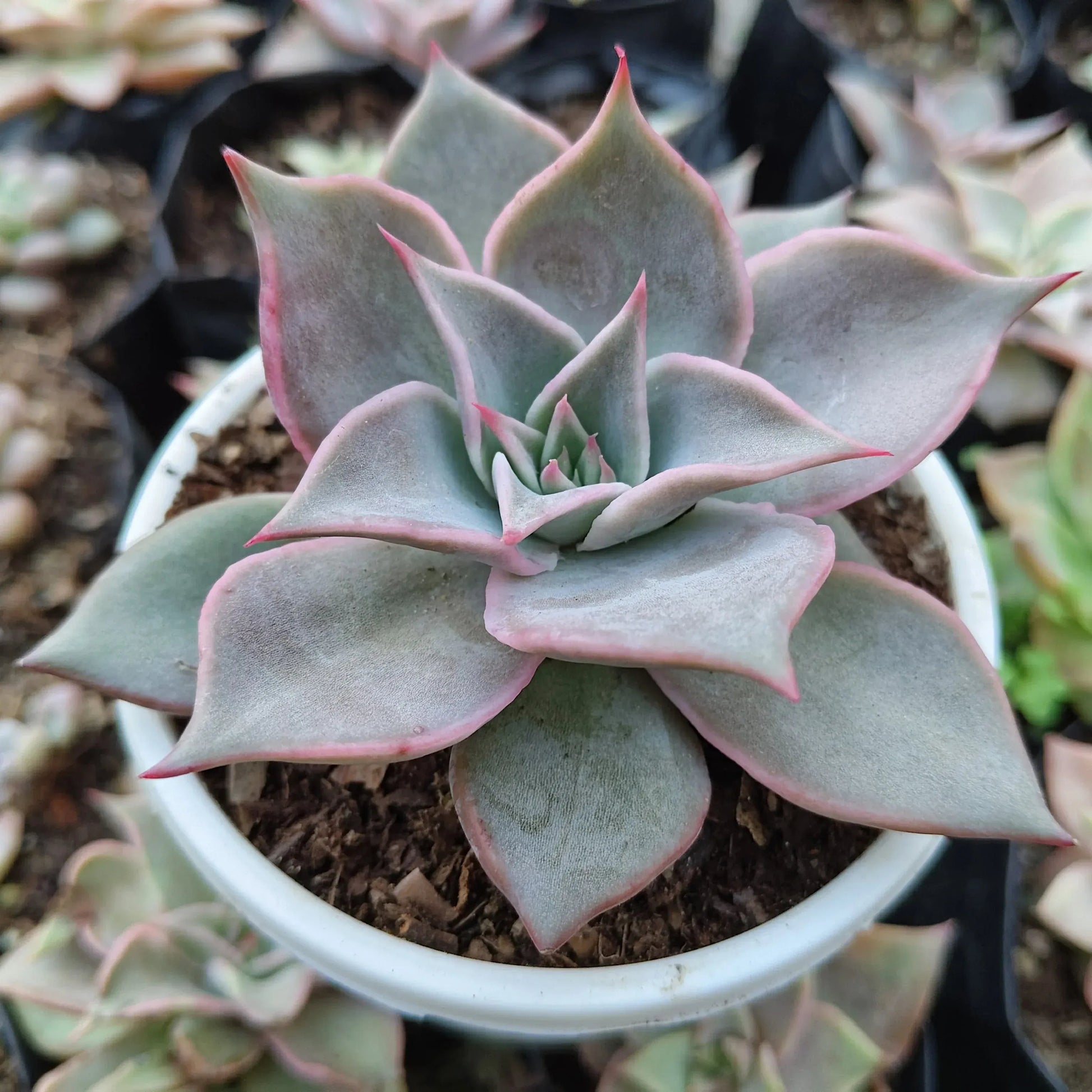 Echeveria Korean Madiba: Bare Rooted – Bare-Rooted