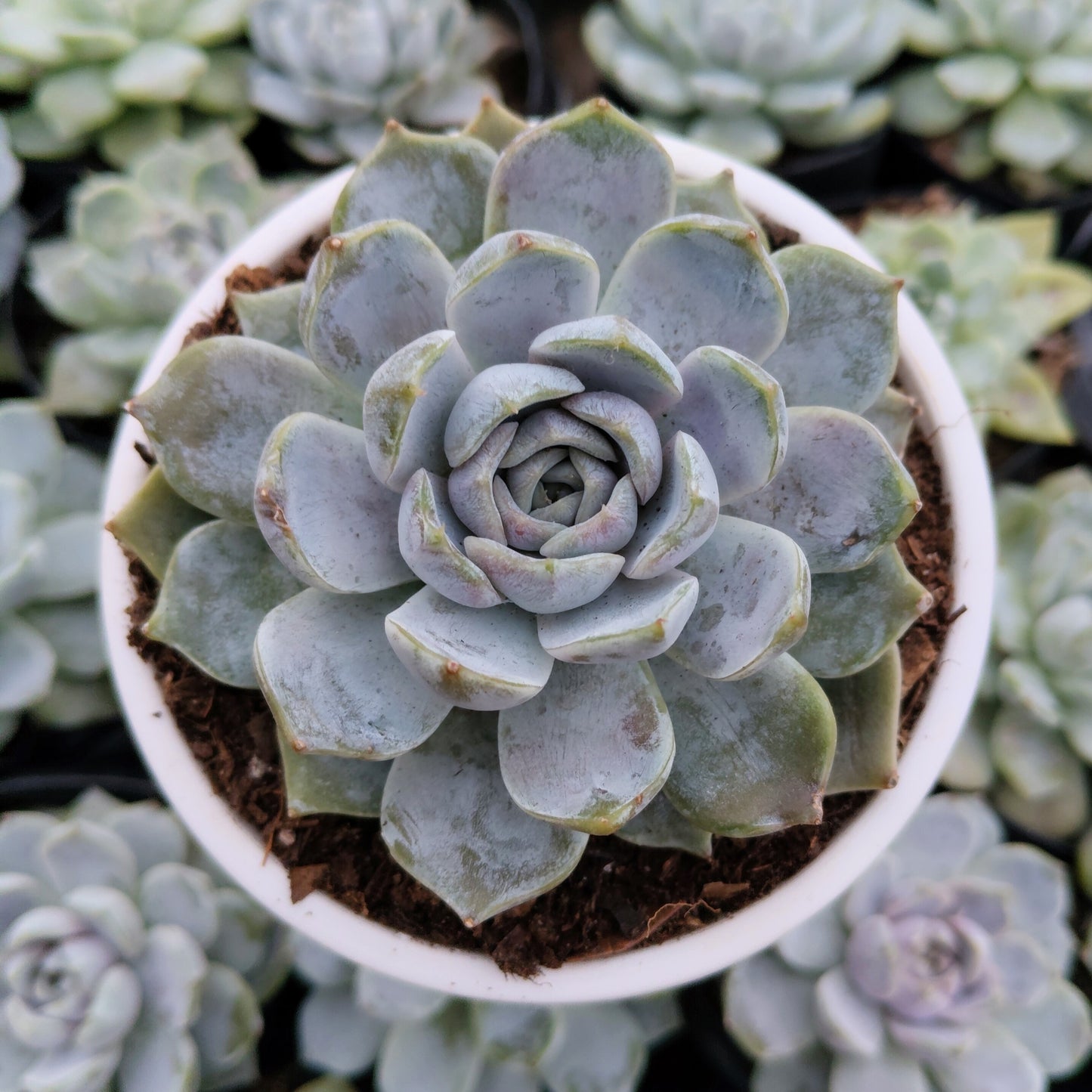 Echeveria Elegance Powdery (Imported) | Bare-Rooted – Beautiful Succulent for Home and Office