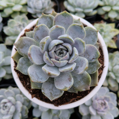 Echeveria Elegance Powdery (Imported) | Bare-Rooted – Beautiful Succulent for Home and Office