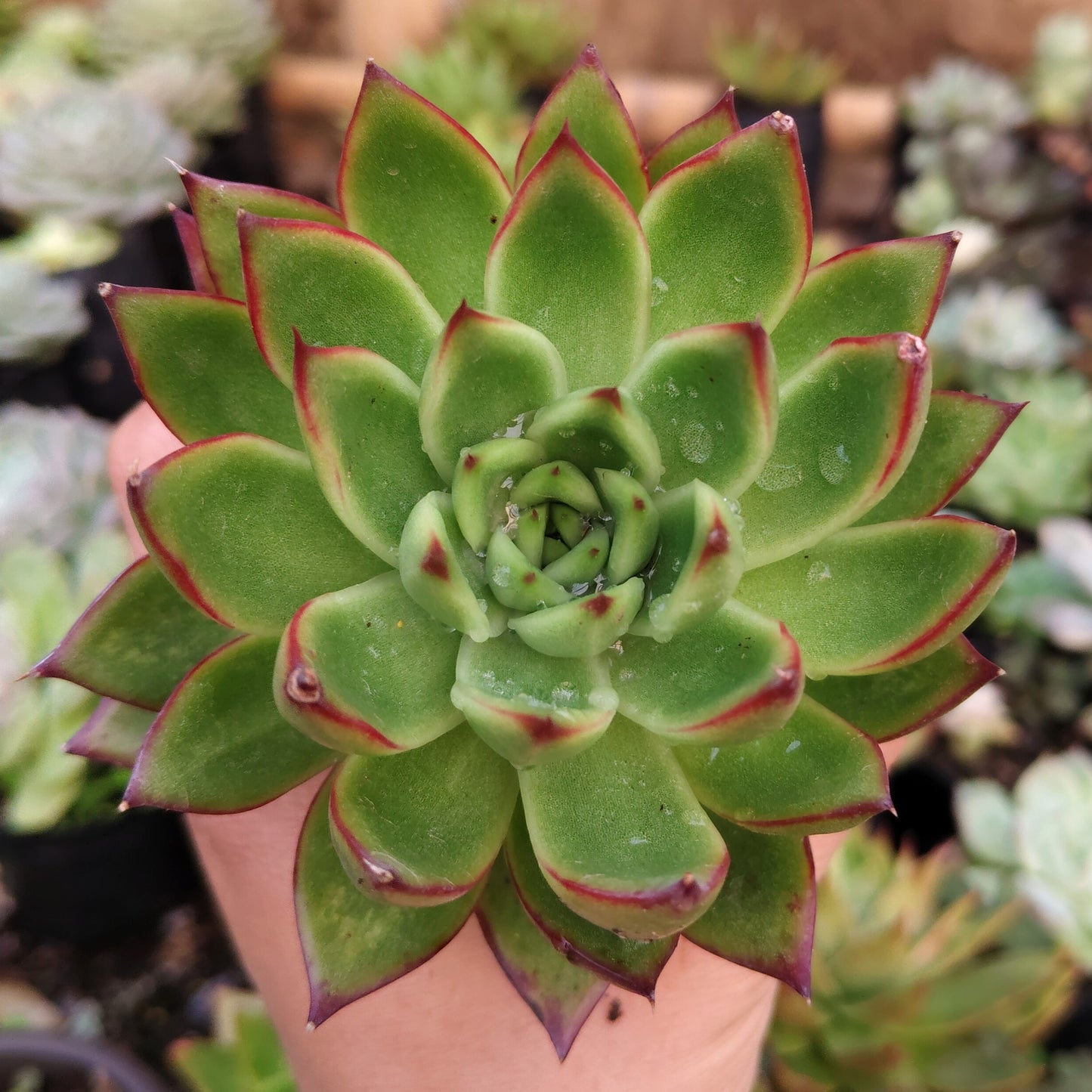Echeveria Agavoides Pulidonis - Rare | Unique Red-Tipped Succulent – Bare-Rooted