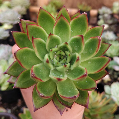 Echeveria Agavoides Pulidonis - Rare | Unique Red-Tipped Succulent – Bare-Rooted