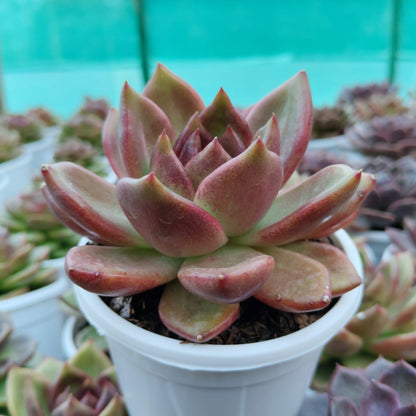 Echeveria Agavoides Red Spikes - Big Size | Rare & Unique Collector Succulent | Dramatic Color – Bare-Rooted