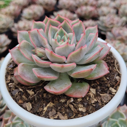 Echeveria Egeria Pink Edge - Bare Rooted | Rosette with Pink Trim