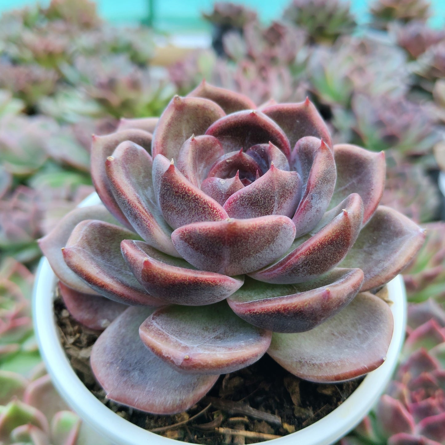 Echeveria Purple Blue Grapes – Rare & Unique Big Size Succulent Plant – Bare-Rooted