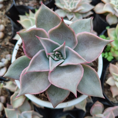 Echeveria Korean Madiba: Bare Rooted – Bare-Rooted