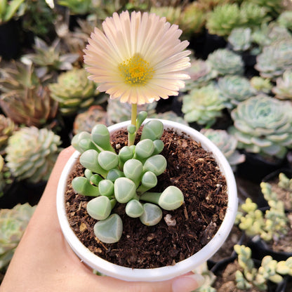 Fenestraria Rhopalophylla (Baby Toes) Succulent | Bare-Rooted – Nature’s Little Wonder