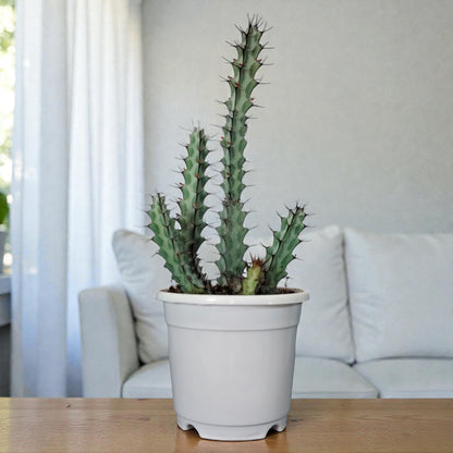 Euphorbia Greenwayi Sculptural Caudex Succulent Plant | Bare Rooted