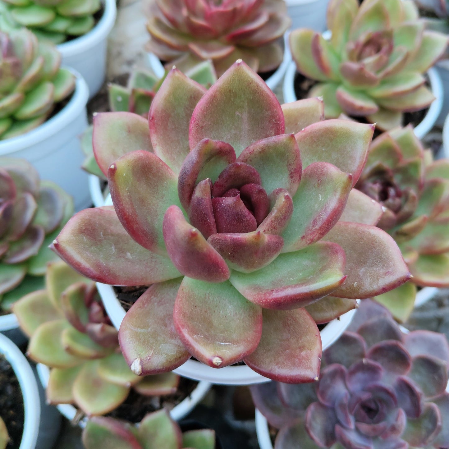 Echeveria Agavoides Red Spikes - Big Size | Rare & Unique Collector Succulent | Dramatic Color – Bare-Rooted
