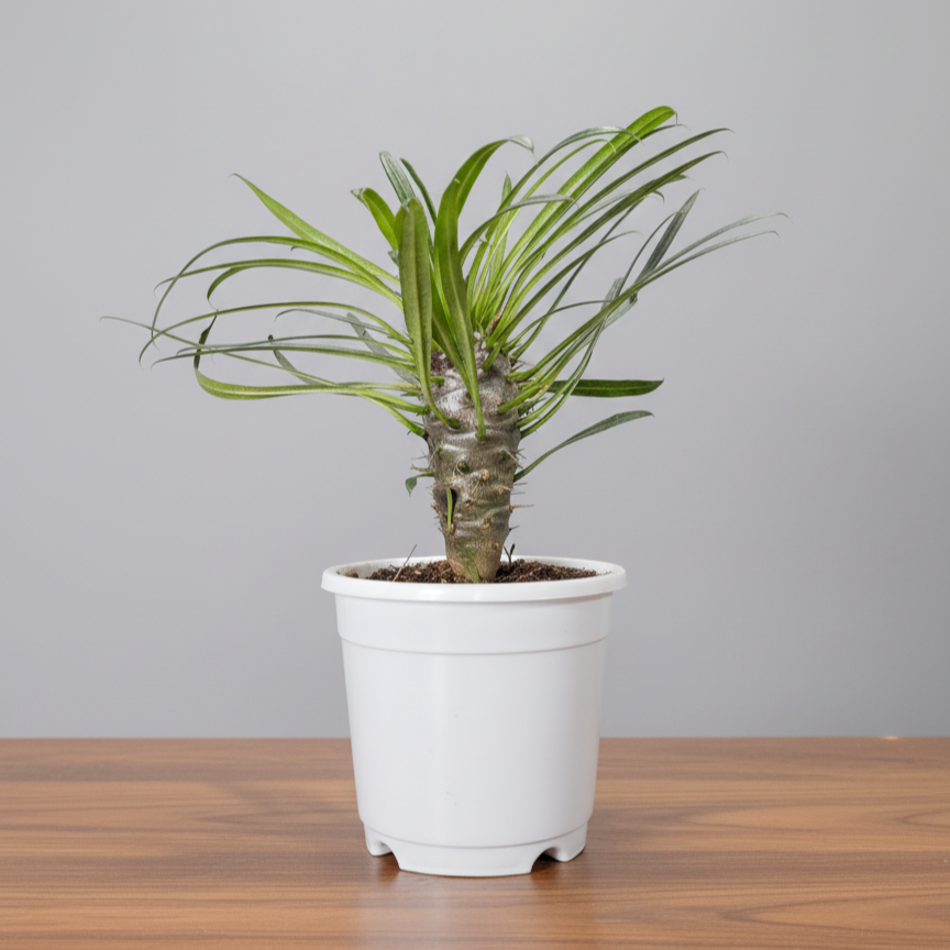 Pachypodium Lamerei - Madagascar Palm | Rare Hardy Indoor Caudex Plant | Bare Rooted