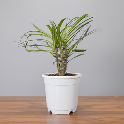 Pachypodium Lamerei - Madagascar Palm | Rare Hardy Indoor Caudex Plant | Bare Rooted