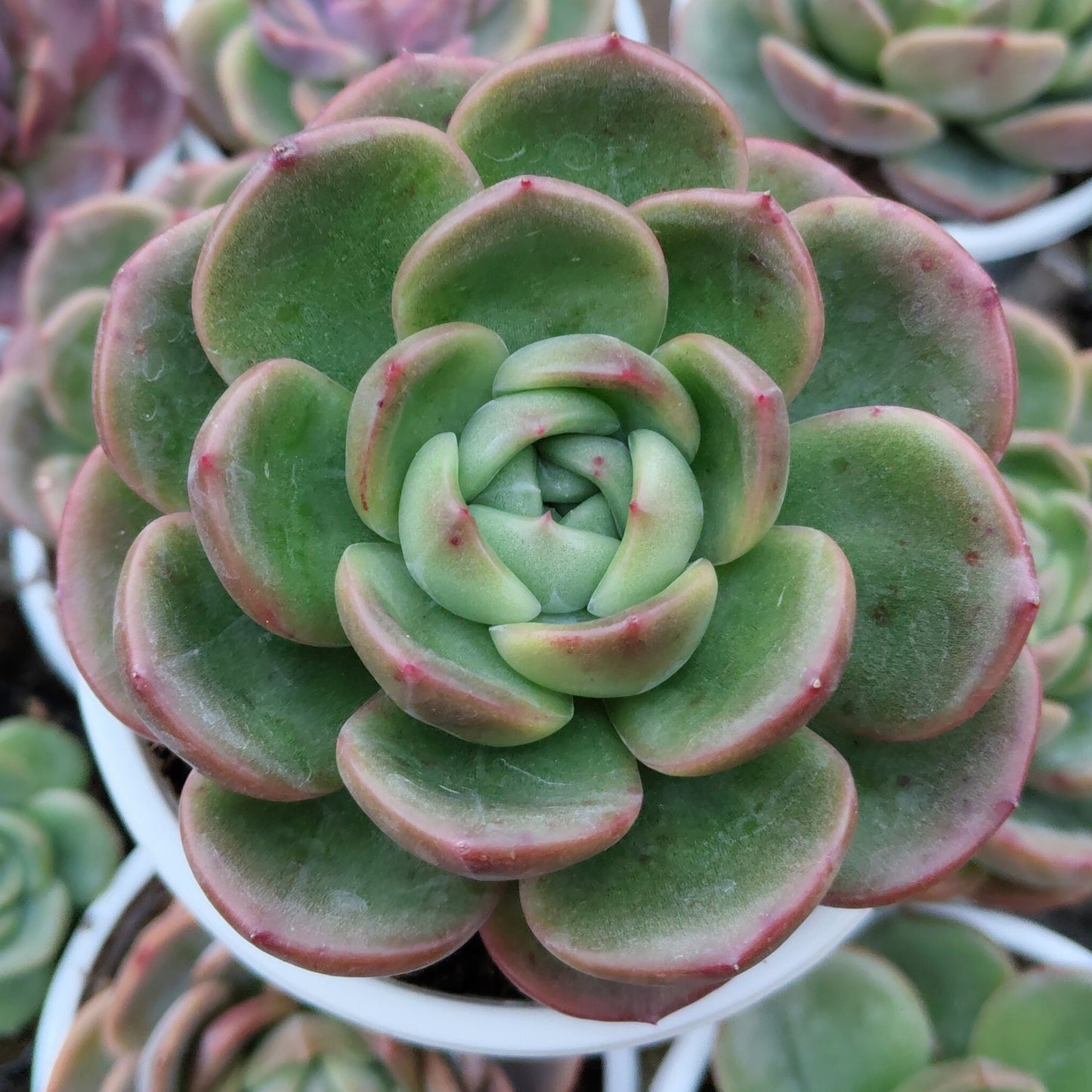 Echeveria Longissima – Rare & Unique Succulent | Big Size Premium Rosette Plant – Bare-Rooted
