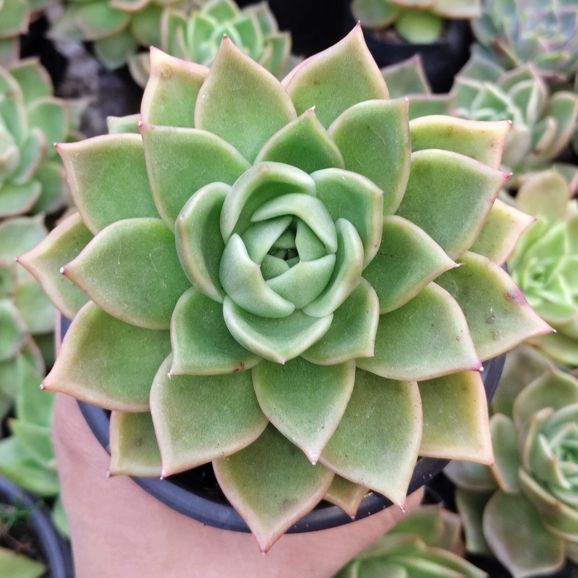 Echeveria Agavoides Ebony Bare-Rooted Hybrid - Rare Succulent | Indoor Collector Plant