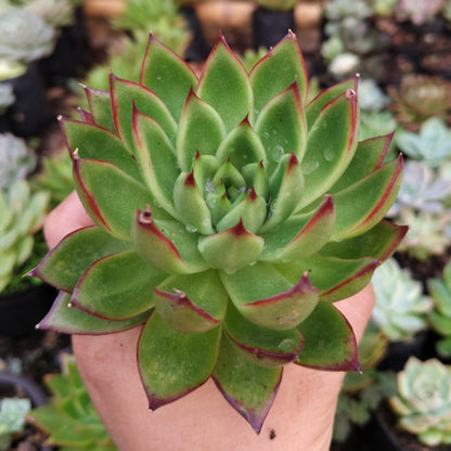 Echeveria Agavoides Pulidonis - Rare | Unique Red-Tipped Succulent – Bare-Rooted
