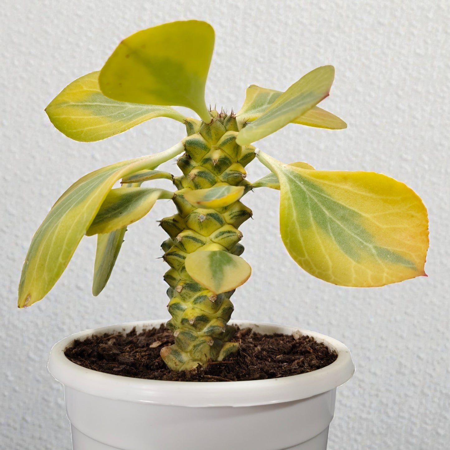 Euphorbia Monadenium Bare-Rooted Succulent - African Milk Barrel