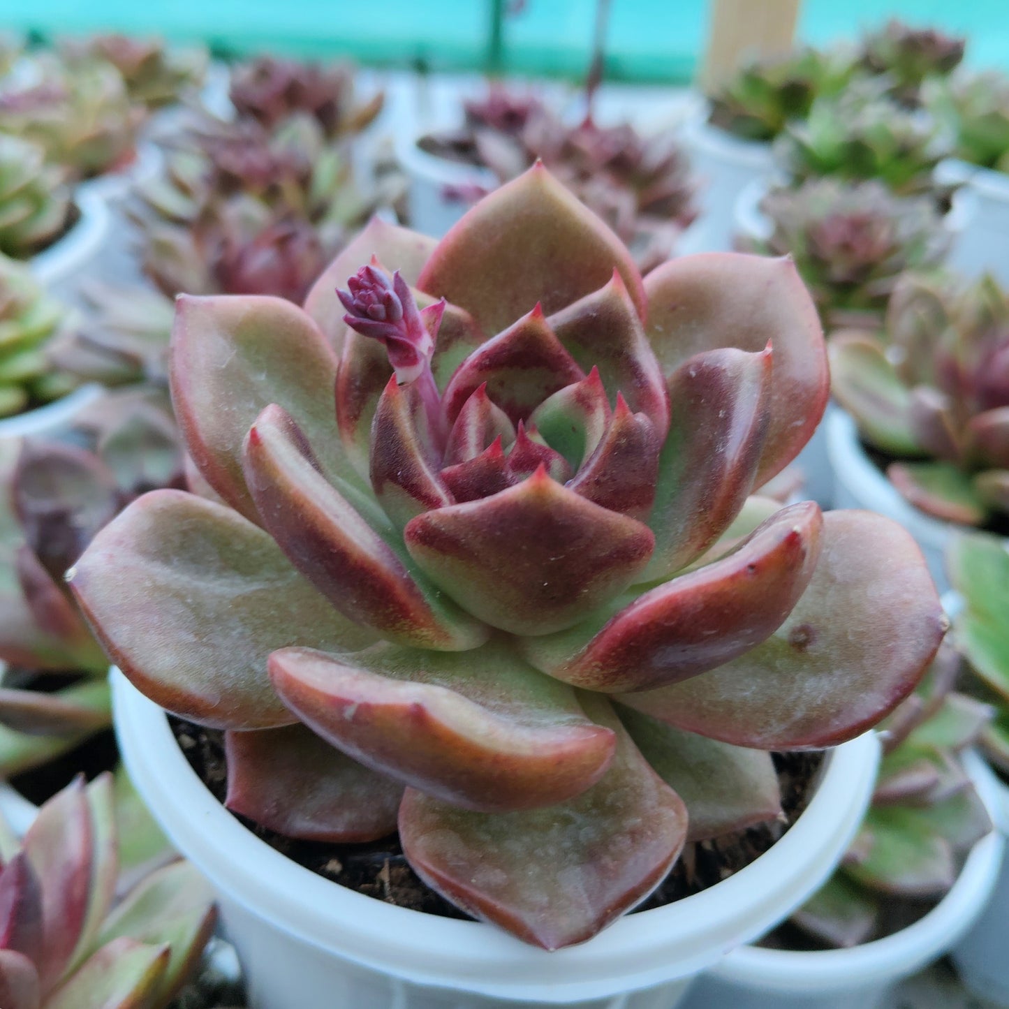 Unique Echeveria Auburn - Big Size Succulent | Rare Ruffled Succulent | Pastel Collector Plant – Bare-Rooted