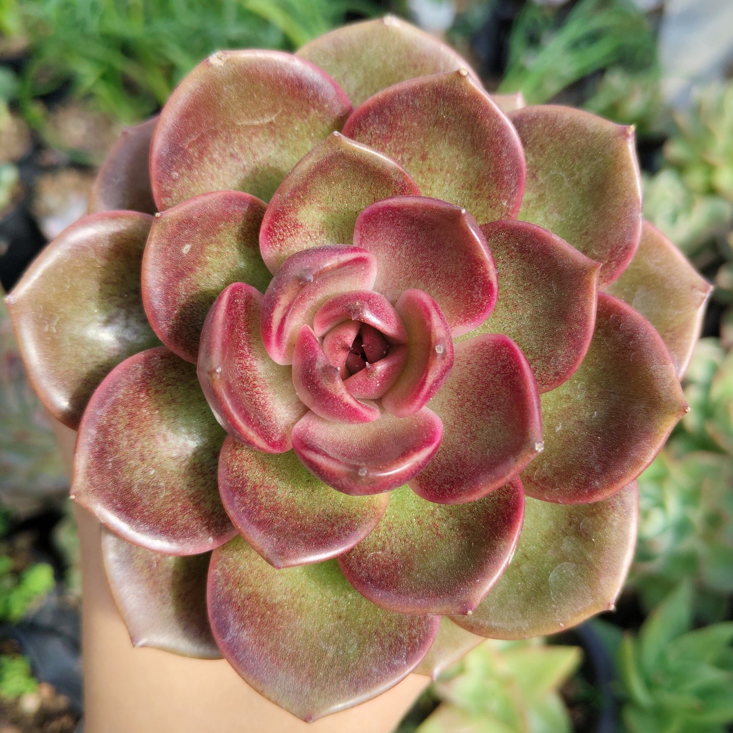 Echeveria Red Lotus - Rare Echeveria | Deep Ruby Rosette | Premium Indoor Succulent | Big Size – Bare-Rooted