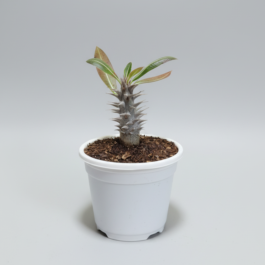 Pachypodium Horombense: Stunning Madagascar Palm for Homes and Gardens | Rare Exotic Succulent | Bare Rooted
