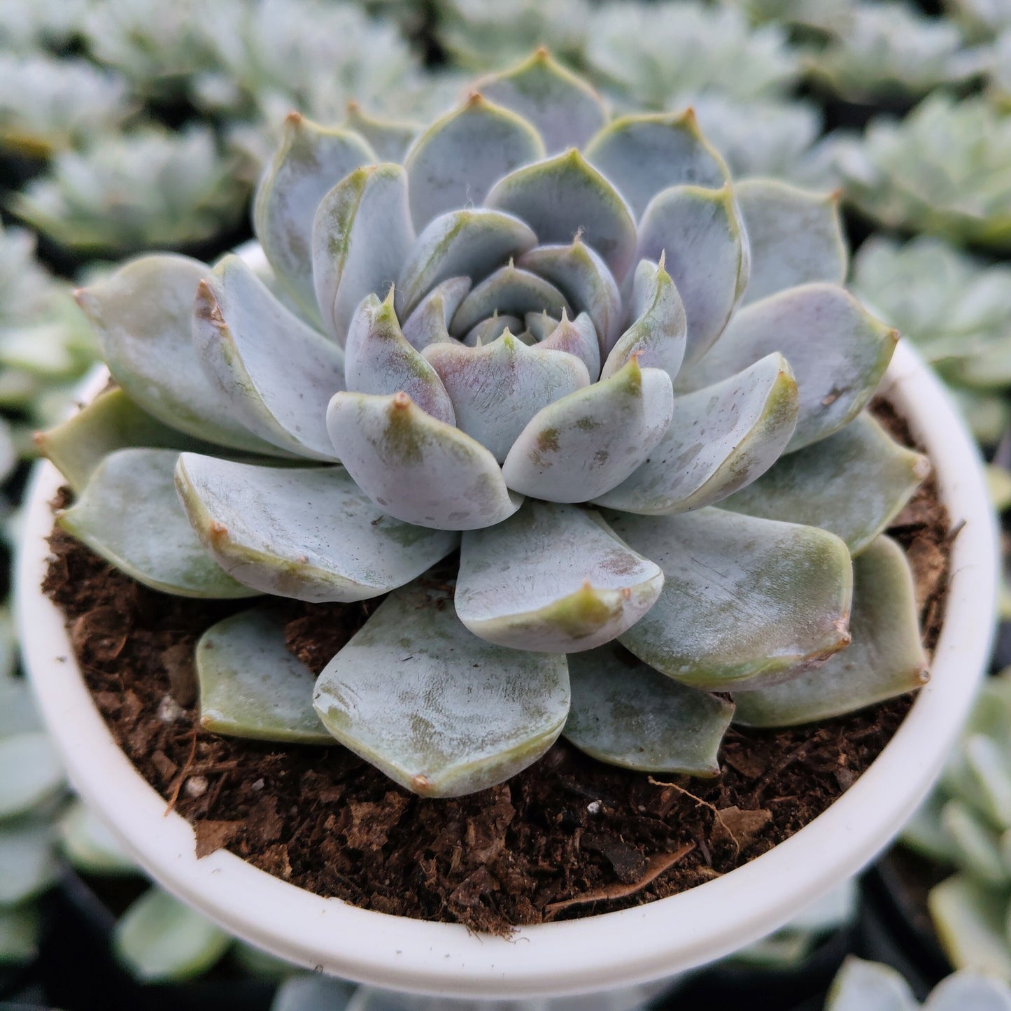 Echeveria Elegance Powdery (Imported) | Bare-Rooted – Beautiful Succulent for Home and Office