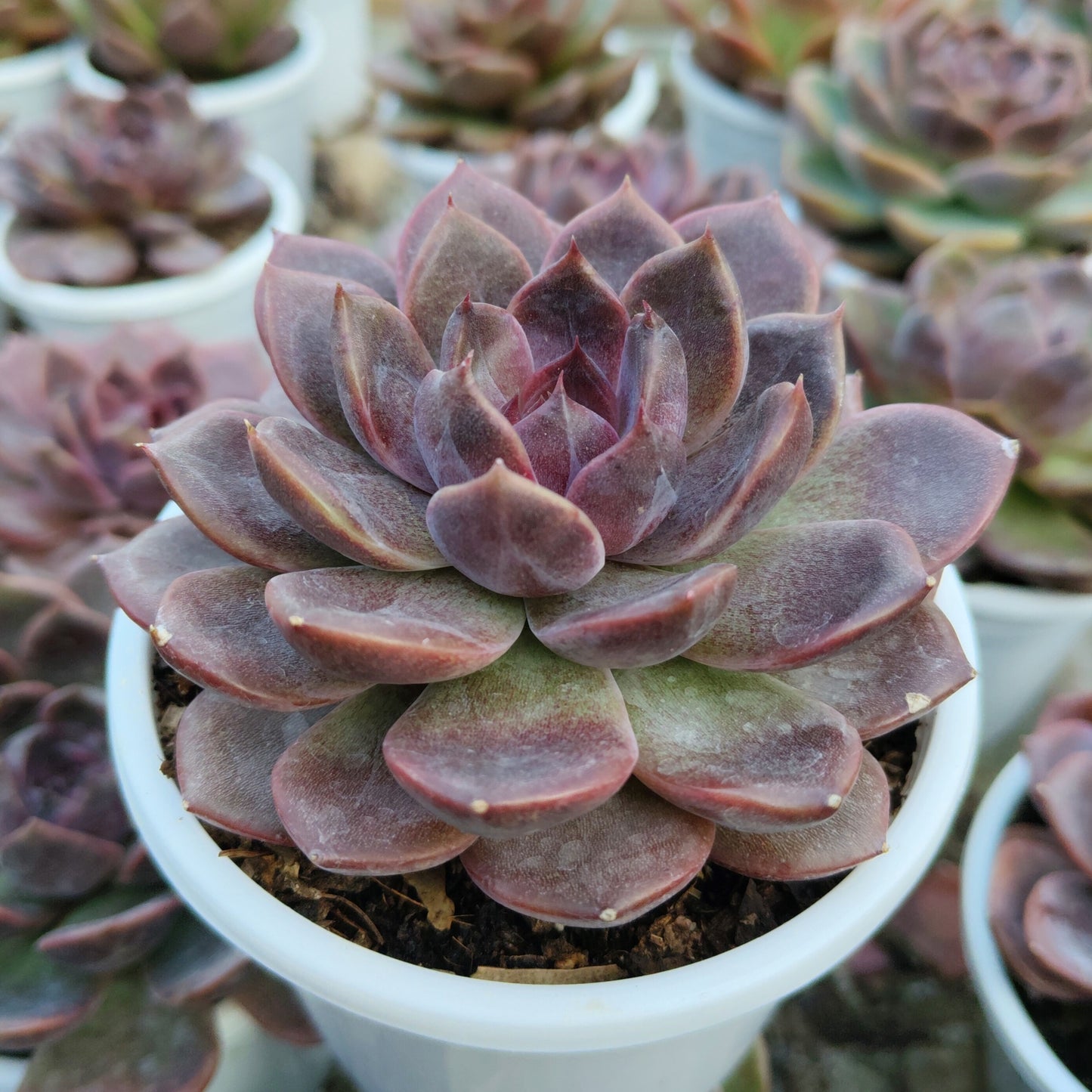 Echeveria Purple Spark – Premium Rare Violet-Toned Rosette with Bright Center Glow – Bare-Rooted