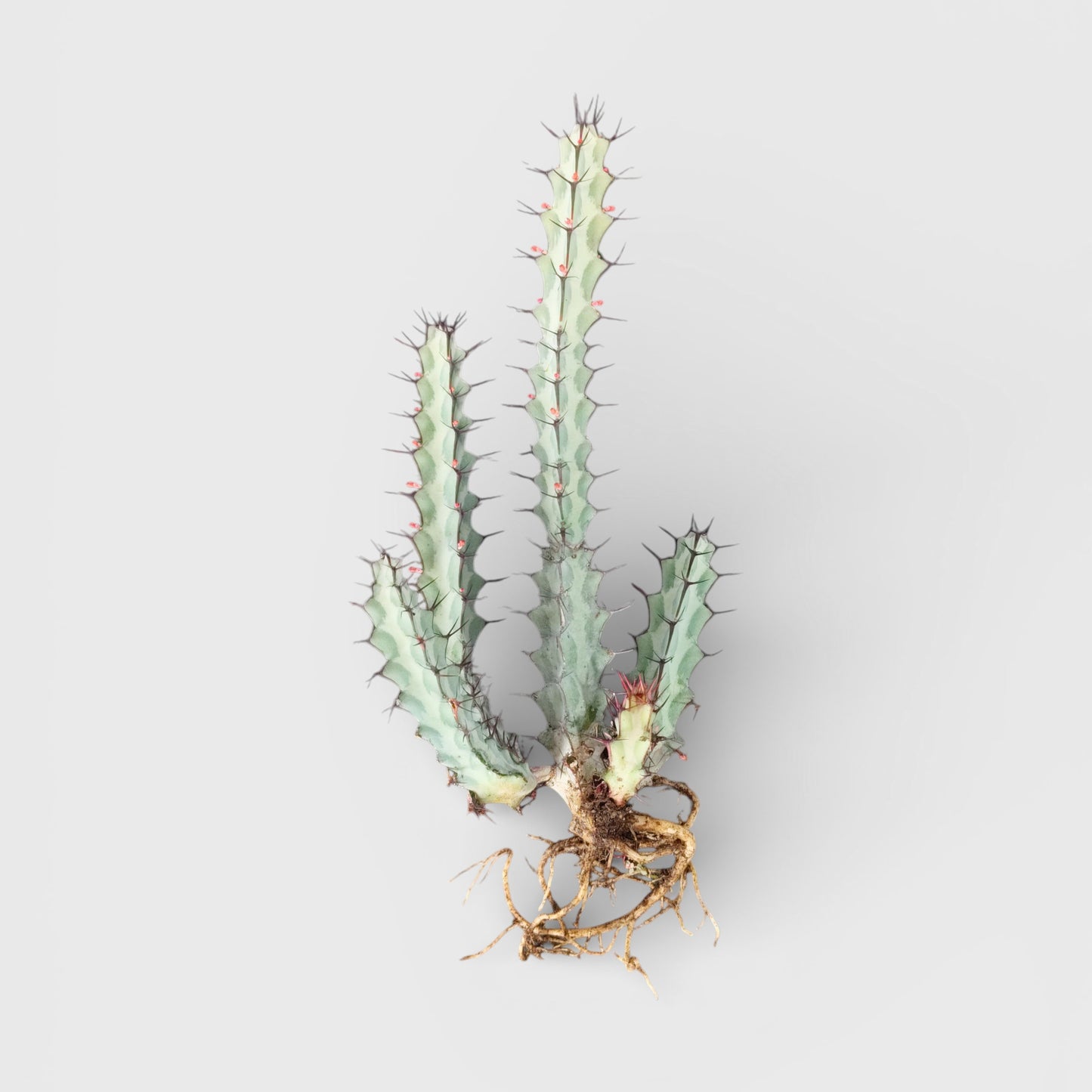 Euphorbia Greenwayi Sculptural Caudex Succulent Plant | Bare Rooted