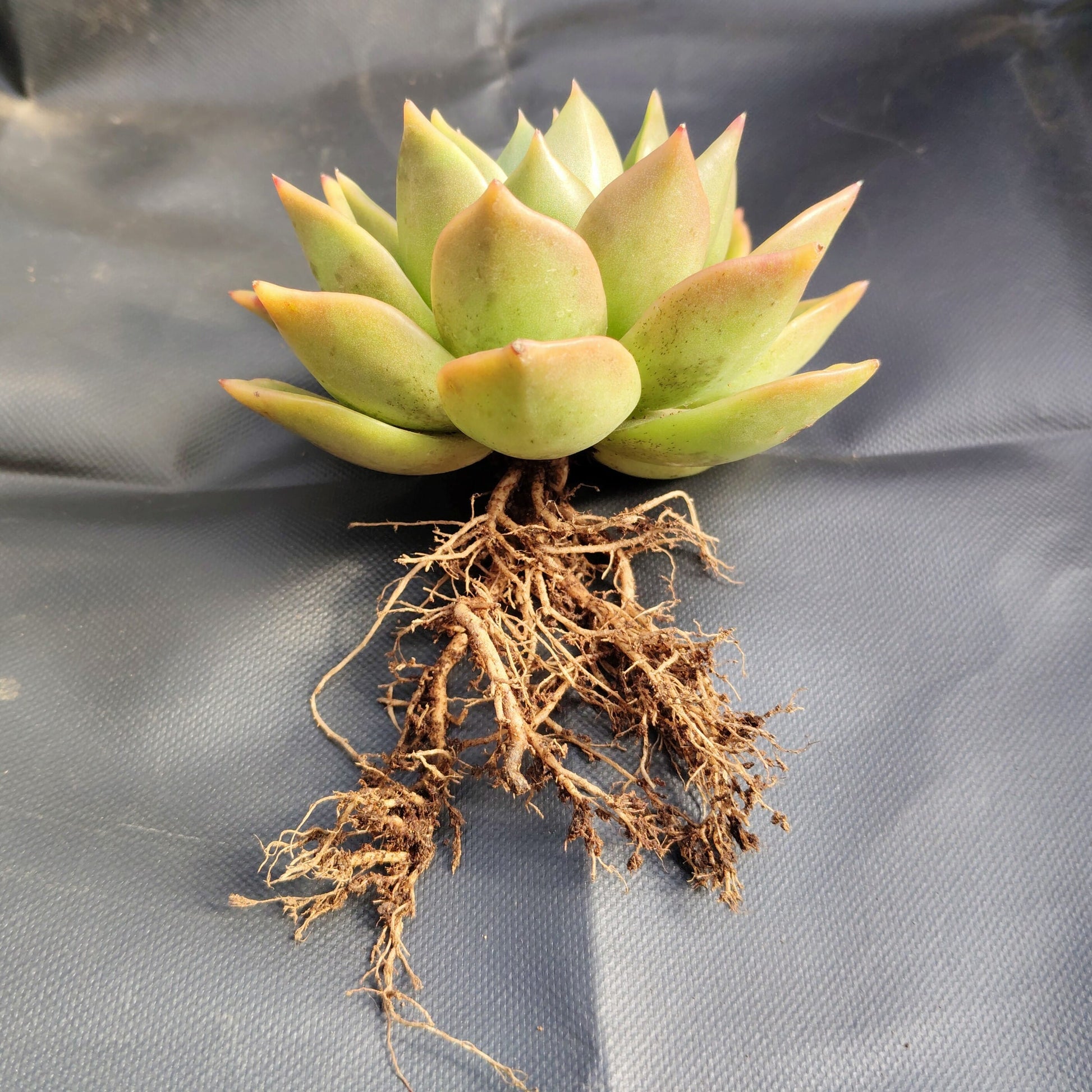 Echeveria Agavoides Ebony Bare-Rooted Hybrid - Rare Succulent | Indoor Collector Plant