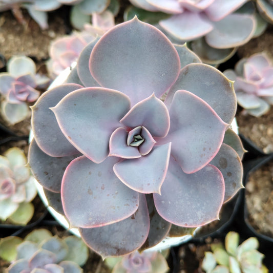 Pearl Von Succulent - Echeveria ‘Pearl von Nurnberg’ | Bare-Rooted