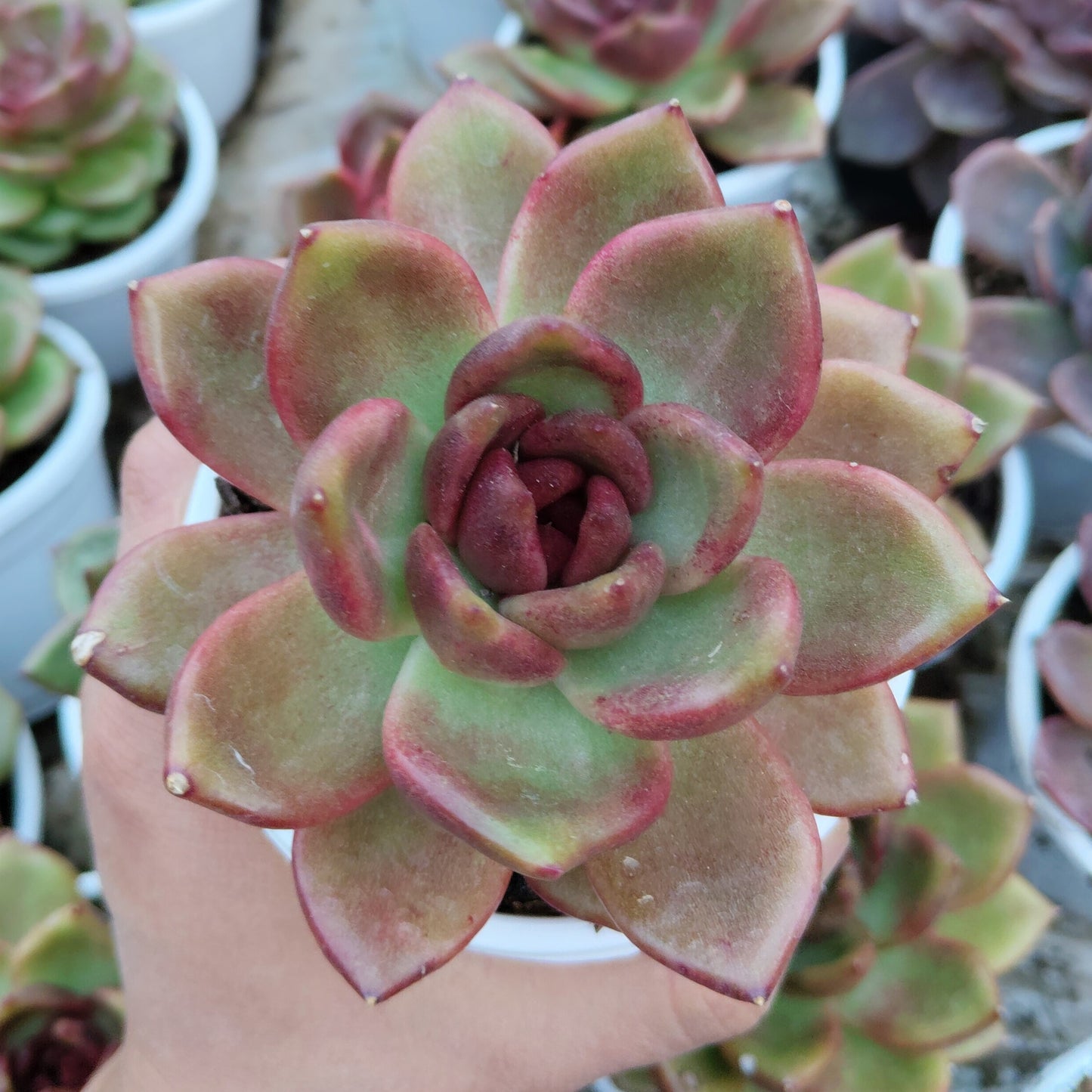 Echeveria Agavoides Red Spikes - Big Size | Rare & Unique Collector Succulent | Dramatic Color – Bare-Rooted